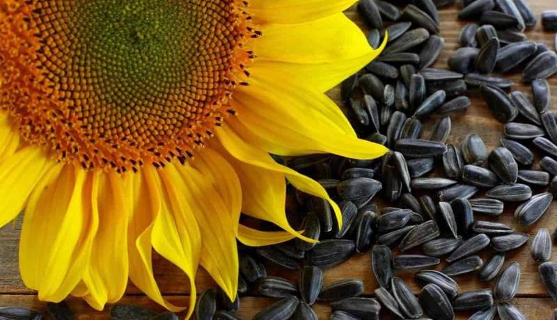 طبع تخمه آفتابگردان گرم است یا سرد؟